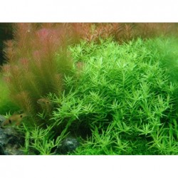 ROTALA SP. GREEN